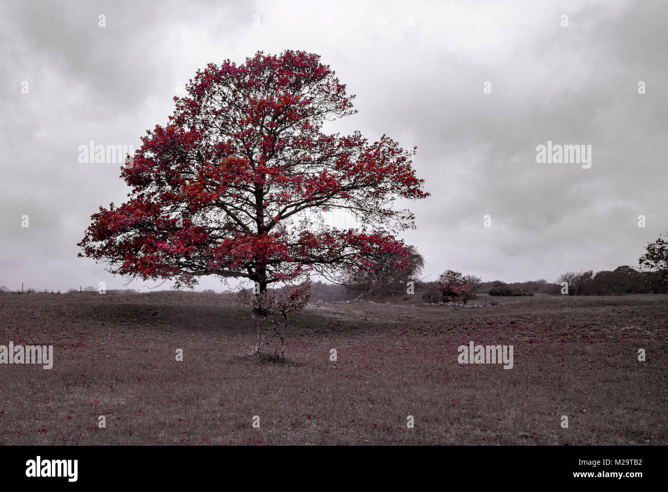 Eine einsame Eiche Baum auf einem Feld im Herbst Stockfoto