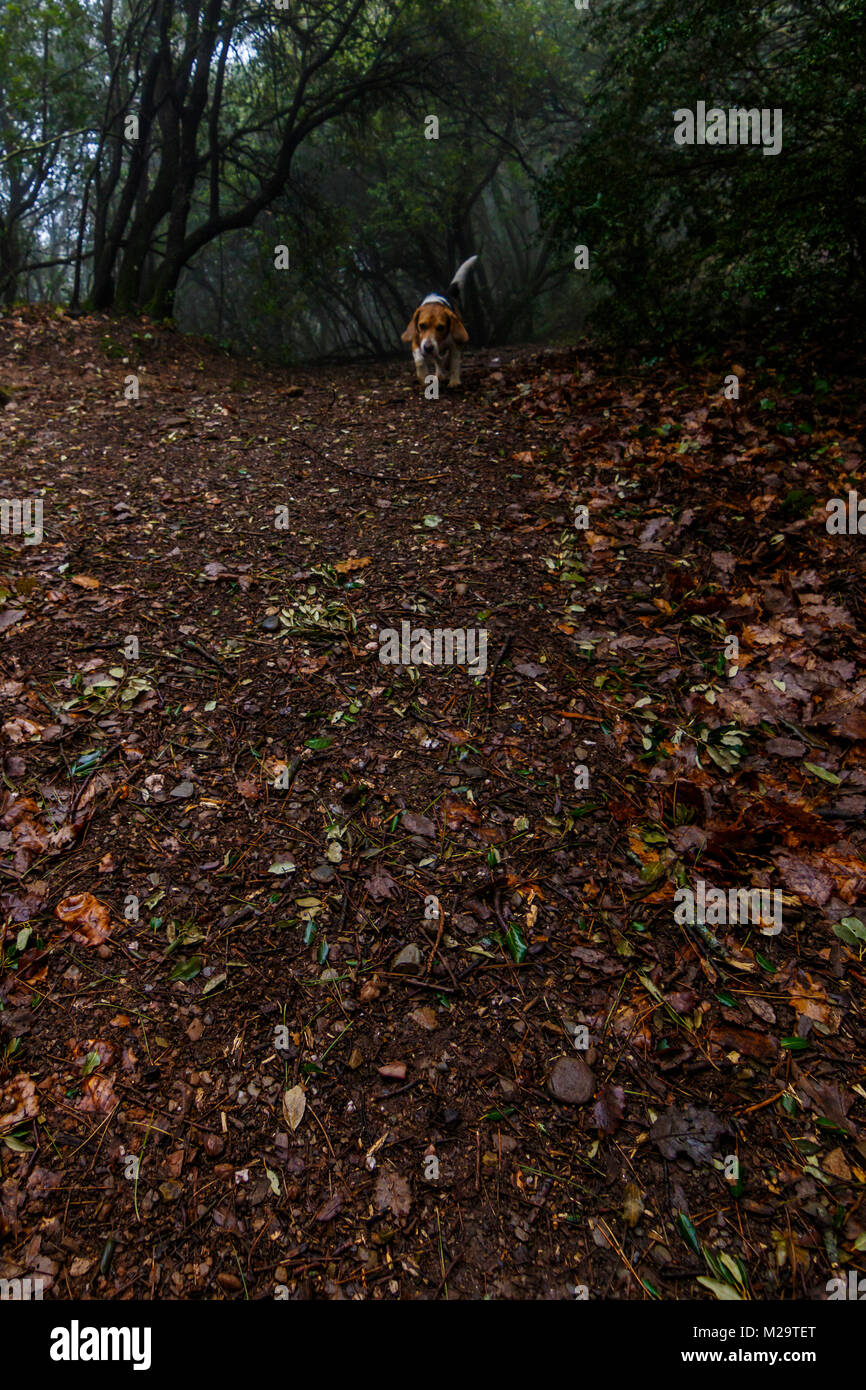 Ein beagle Hund den Weg sniff auf, um sein Ziel zu finden Stockfoto
