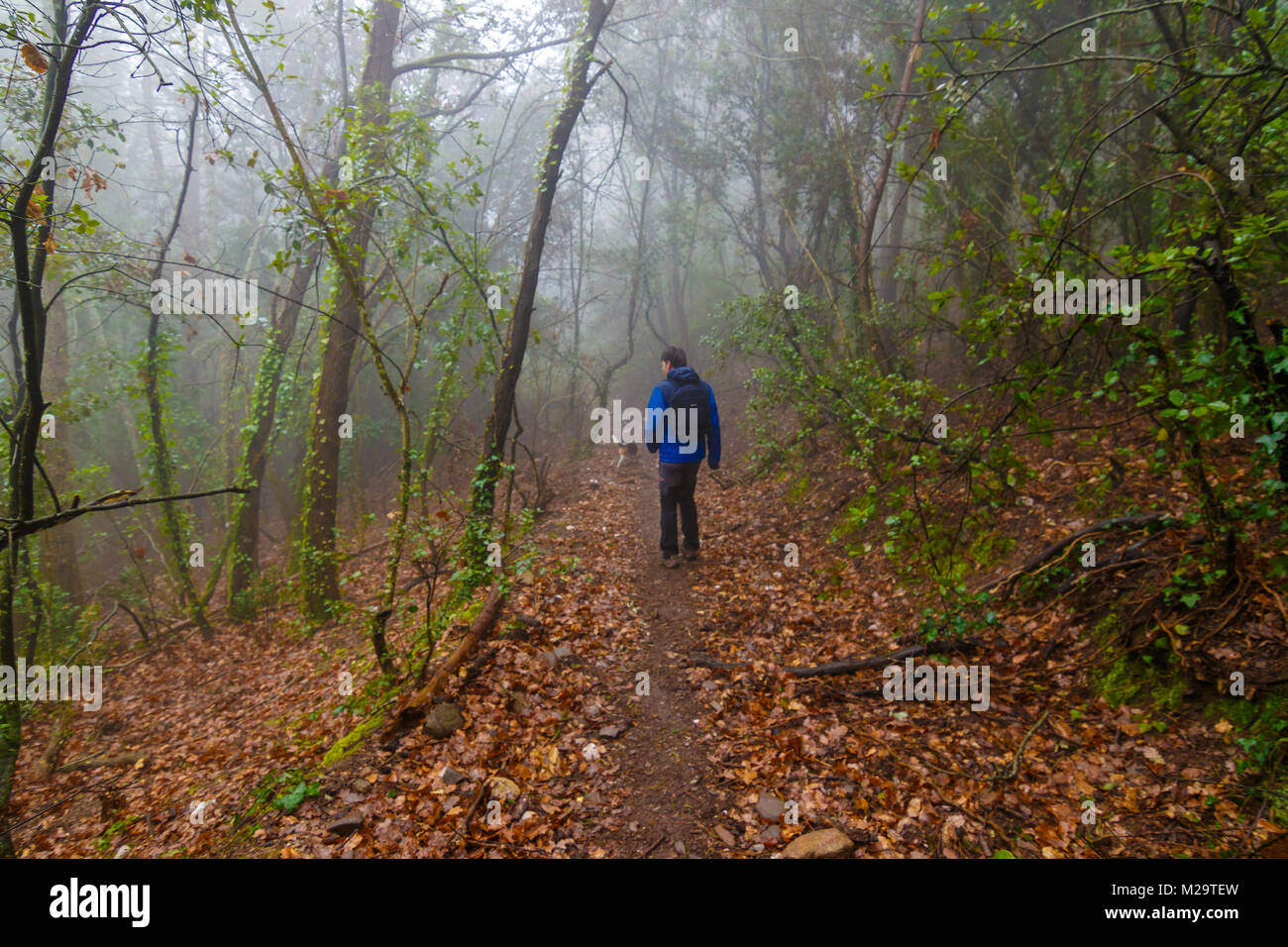 Eine slihouette innerhalb einer nebligen Wald im Naturpark von Sant Llorenç Del Munt i l'Obac (Barcelona) Stockfoto