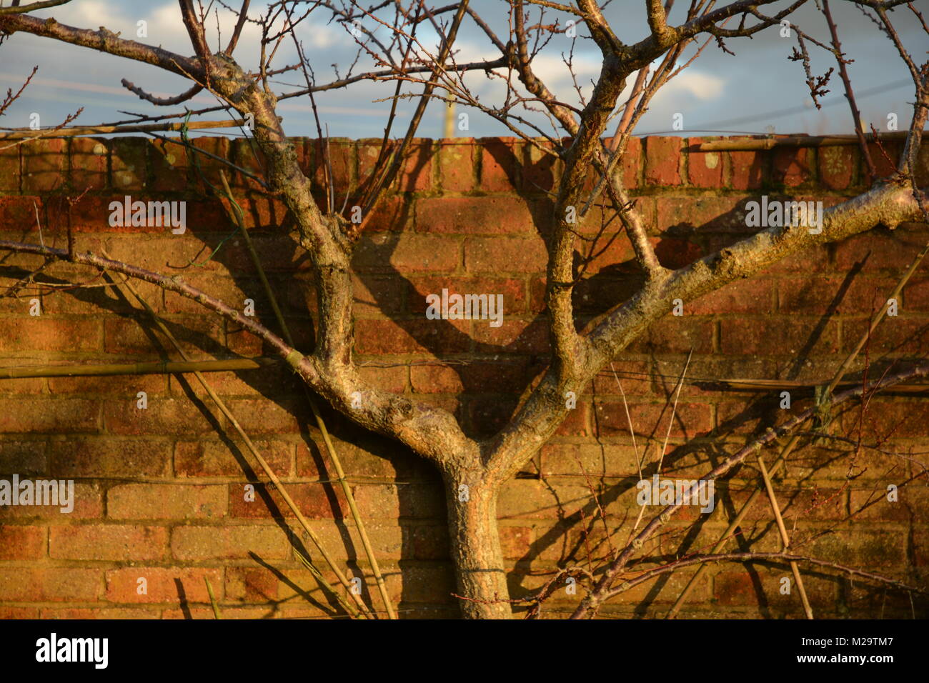 Obst Baum gegen die Wand Stockfoto