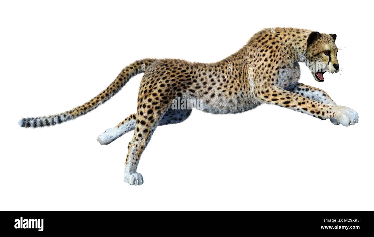 3D-Rendering eines Raubkatze Gepard isoliert auf weißem Hintergrund Stockfoto