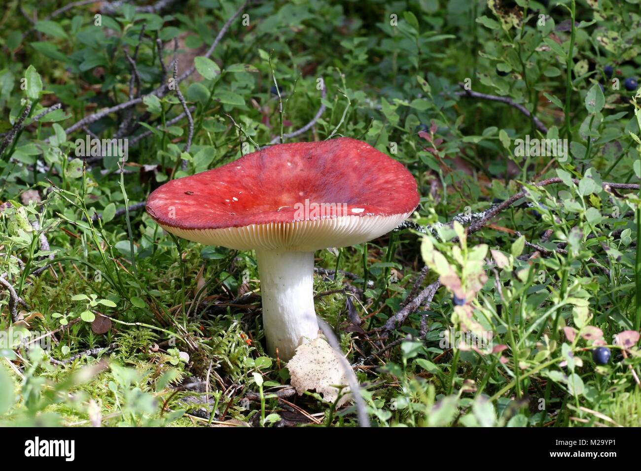 Köstlichen essbaren Pilz, psathyrella paludosa Stockfoto