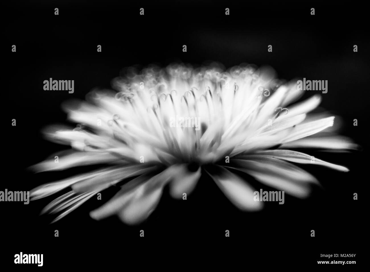 Blume Stockfoto