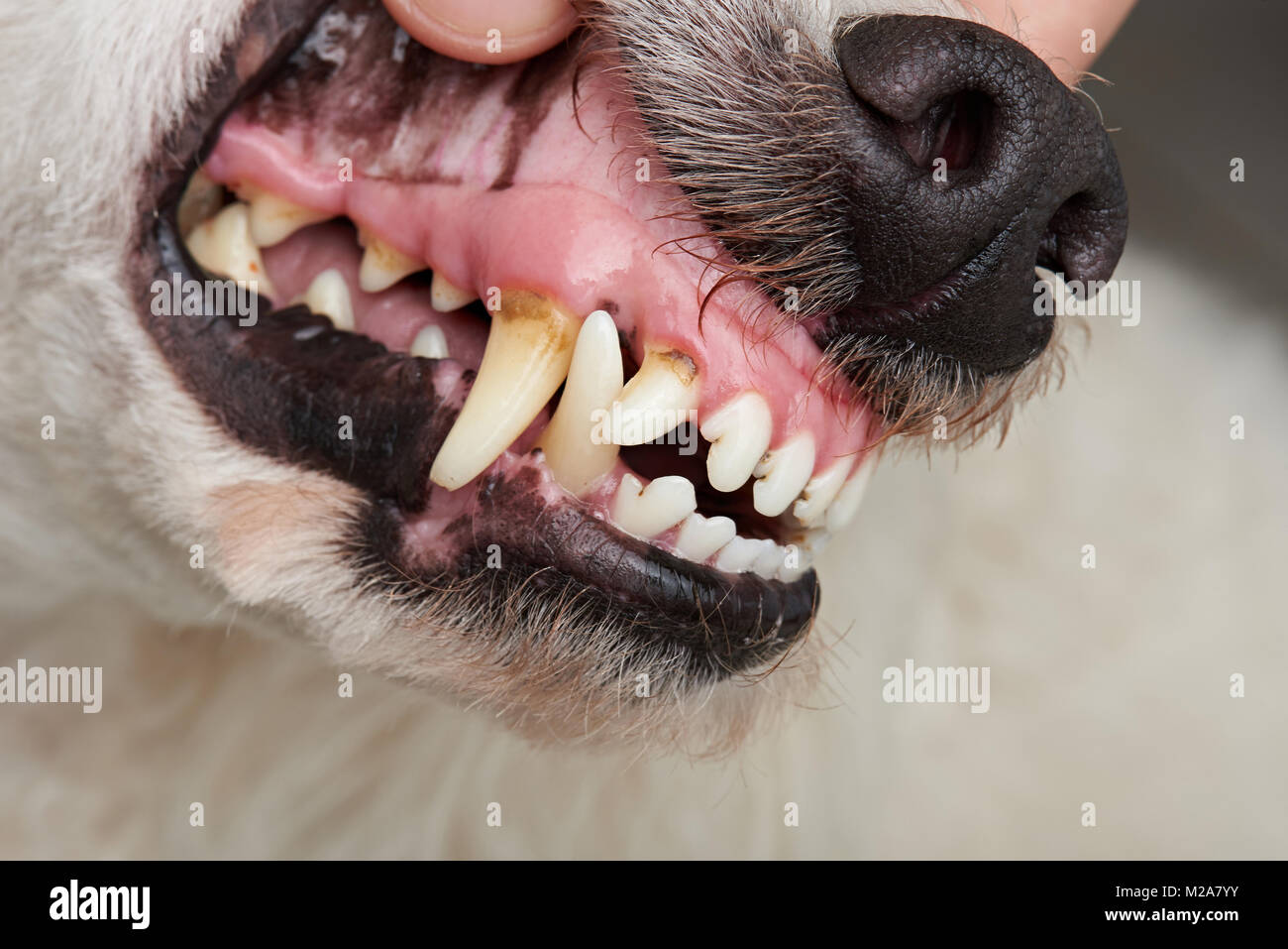 Hund Zähne mit Hohlräumen close-up. Kontrolle hund Zähne Stockfoto