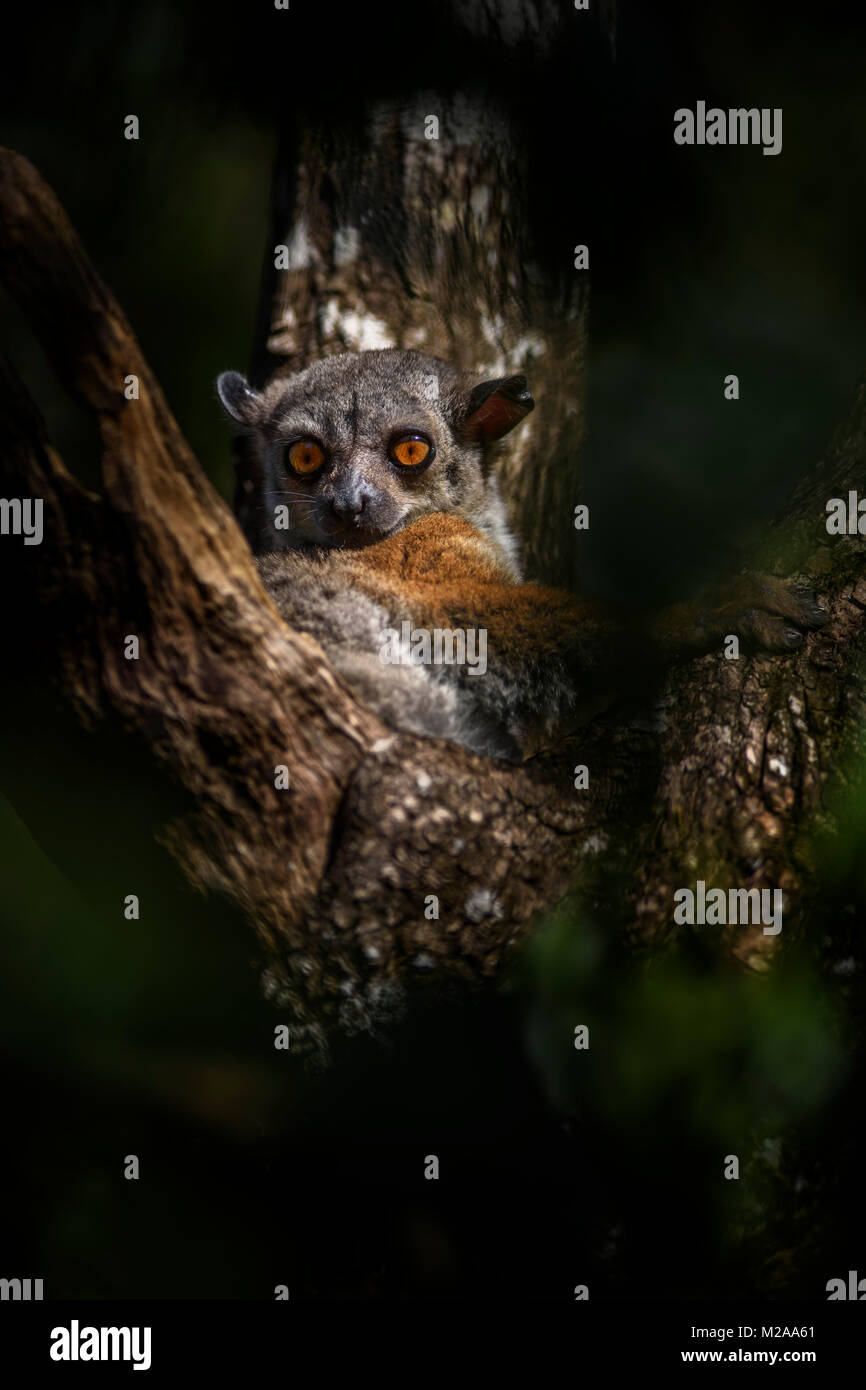 Randrianasolo sportive lemur - Lepilemur randrianasoloi, trockenen Wald, Tsingy in Madagaskar An der Westküste. Nächtliche niedlichen Lemuren im Baum versteckt. Stockfoto