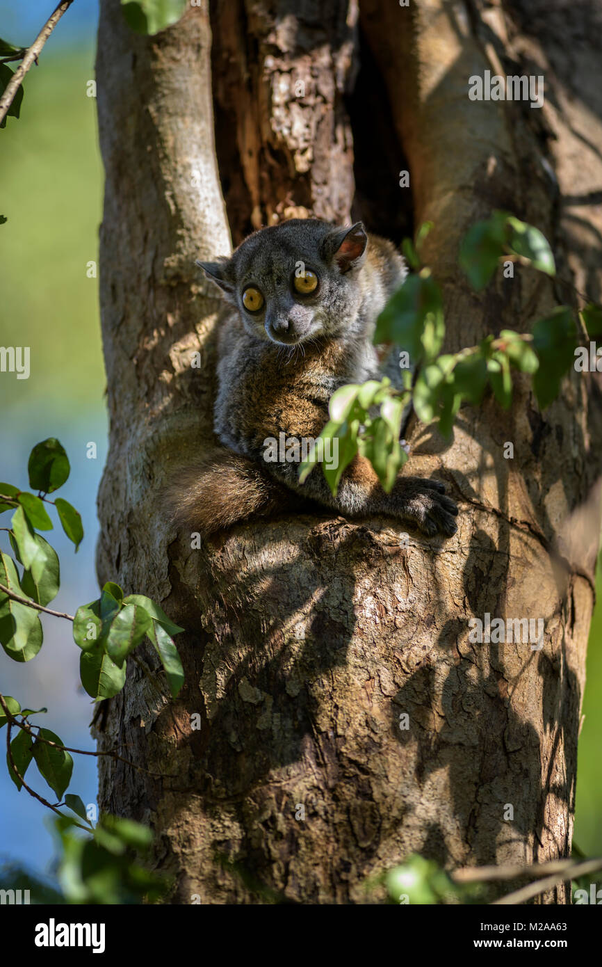 Randrianasolo sportive lemur - Lepilemur randrianasoloi, trockenen Wald, Tsingy in Madagaskar An der Westküste. Nächtliche niedlichen Lemuren im Baum versteckt. Stockfoto