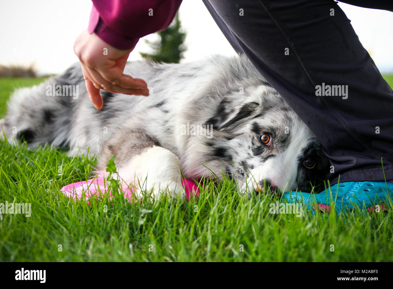 Ein Hund ist, die auf dem Gras mit dem Frisbee und sieht sehr erschrocken. Der Inhaber möchte der Frisbee von ihm zu nehmen und er tut es nicht. Stockfoto