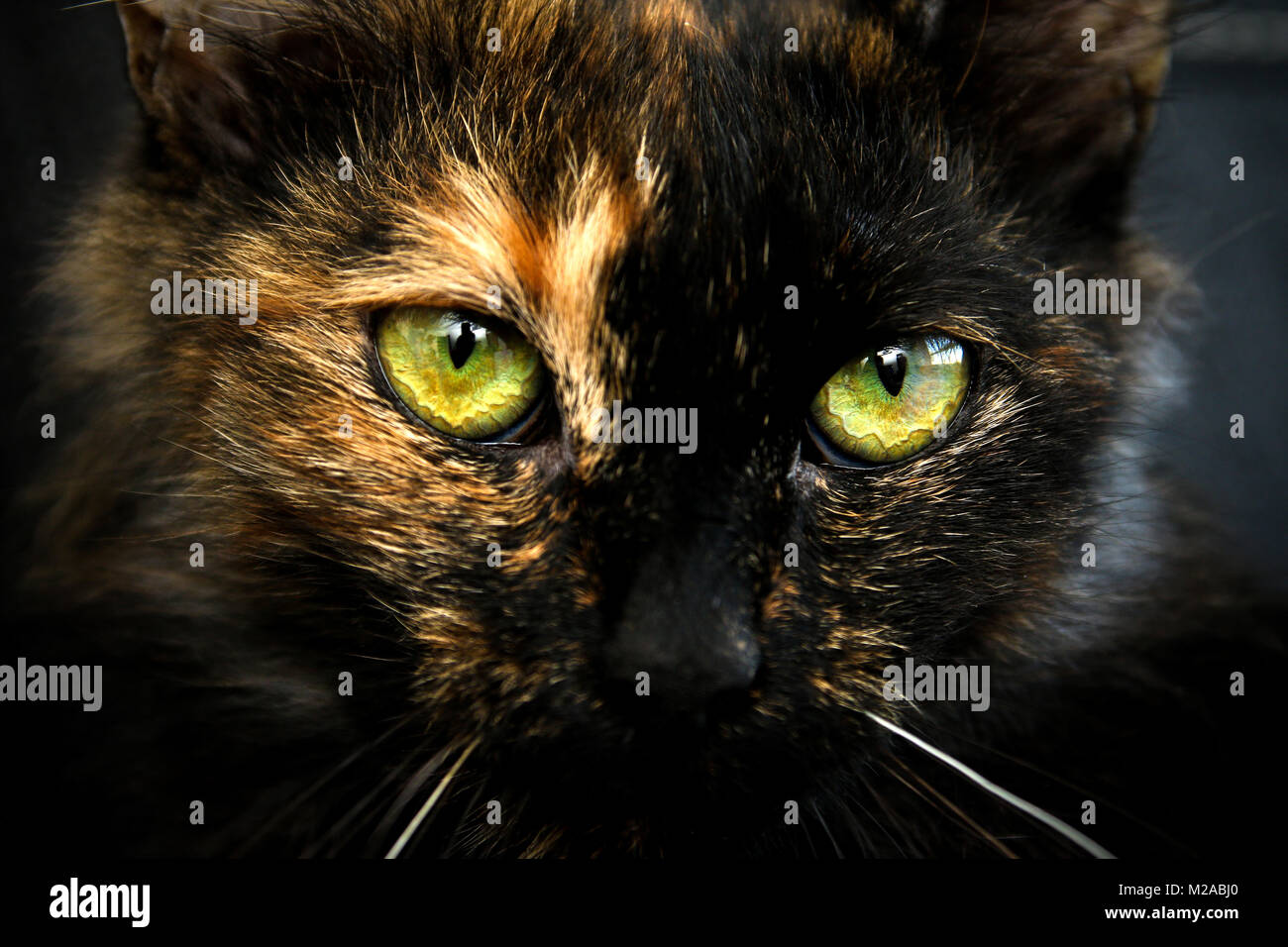 Ein Blick tief in Gelb der Katze Augen. Stockfoto