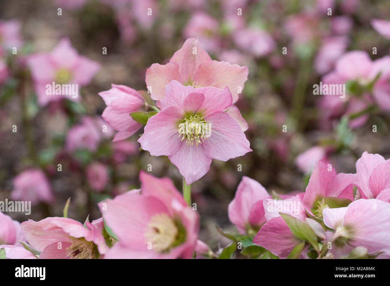 Helleborus Walberton's Rosemary'Walhero' Blumen. Stockfoto