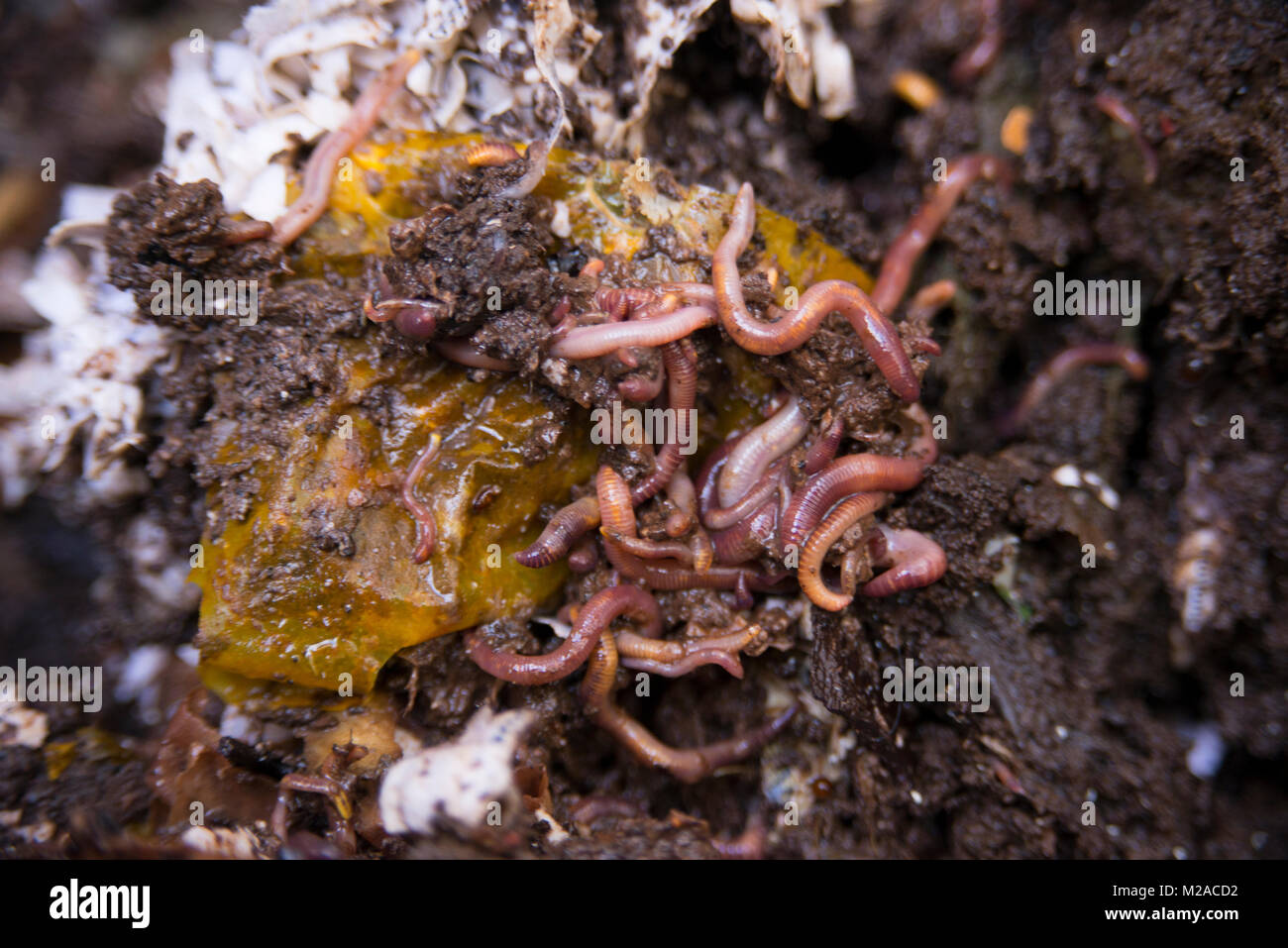 Nahaufnahme von Würmern, die in ein Wurm Komposter drehen Essen Abfall in nährstoffreichen Boden Stockfoto