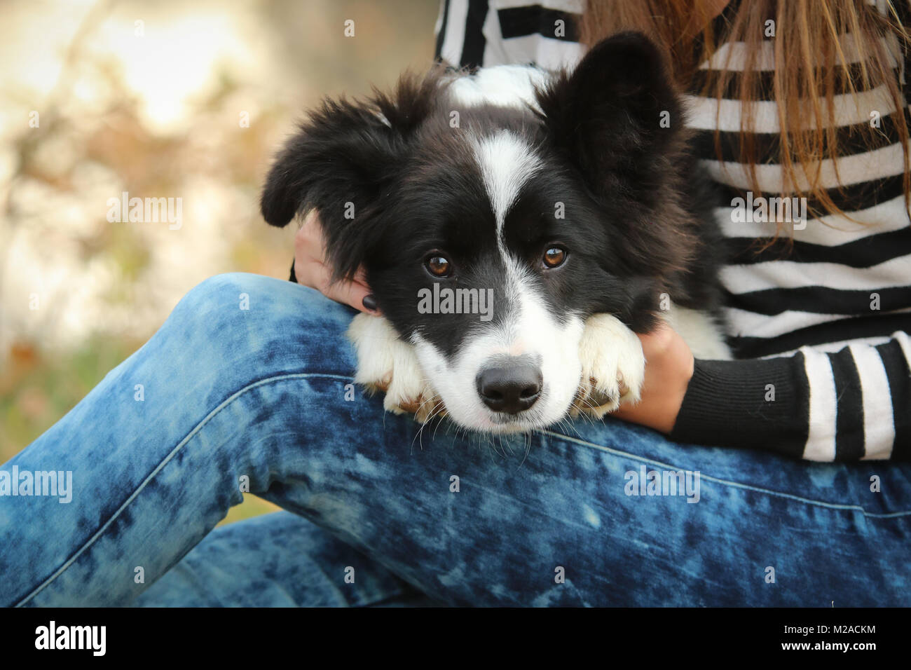 Ein Portrait Bild von einem kuscheligen süße Border Collie Welpen. Er ist glücklich mit seinem Besitzer zu sein. Stockfoto