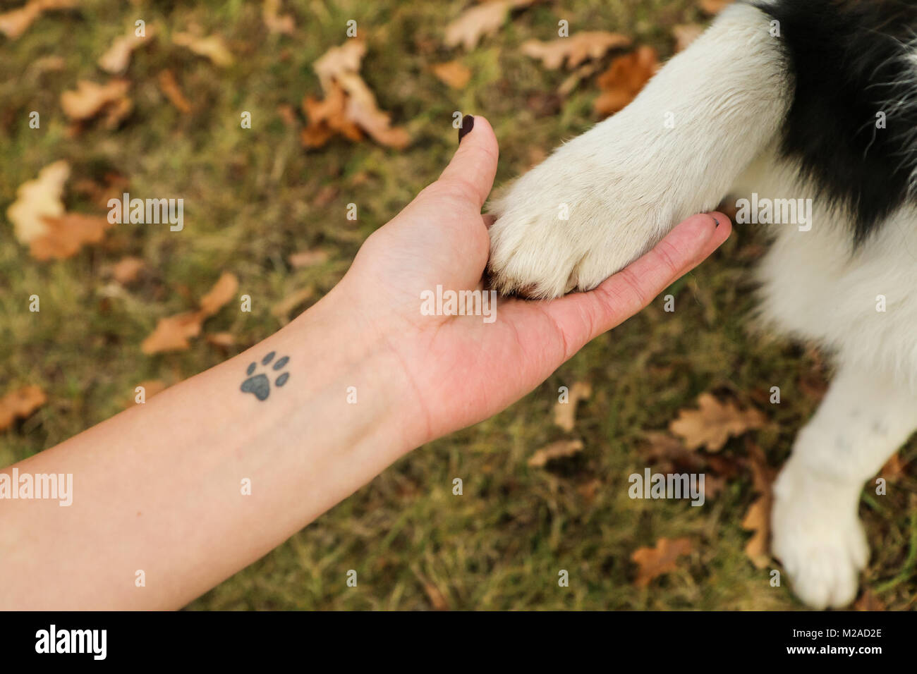 Ein Detail Foto von Hand und Hund die Pfote. Es ist ein Symbol für die Partnerschaft und Vertrauen zwischen dem Besitzer und seinem Haustier. Stockfoto