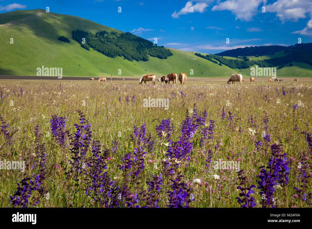 Pferde grasen in der Piano Grande unterhalb der Berge der Monti Sibillini Nationalpark in der Nähe von Castelluccio, Umbrien, Italien Stockfoto