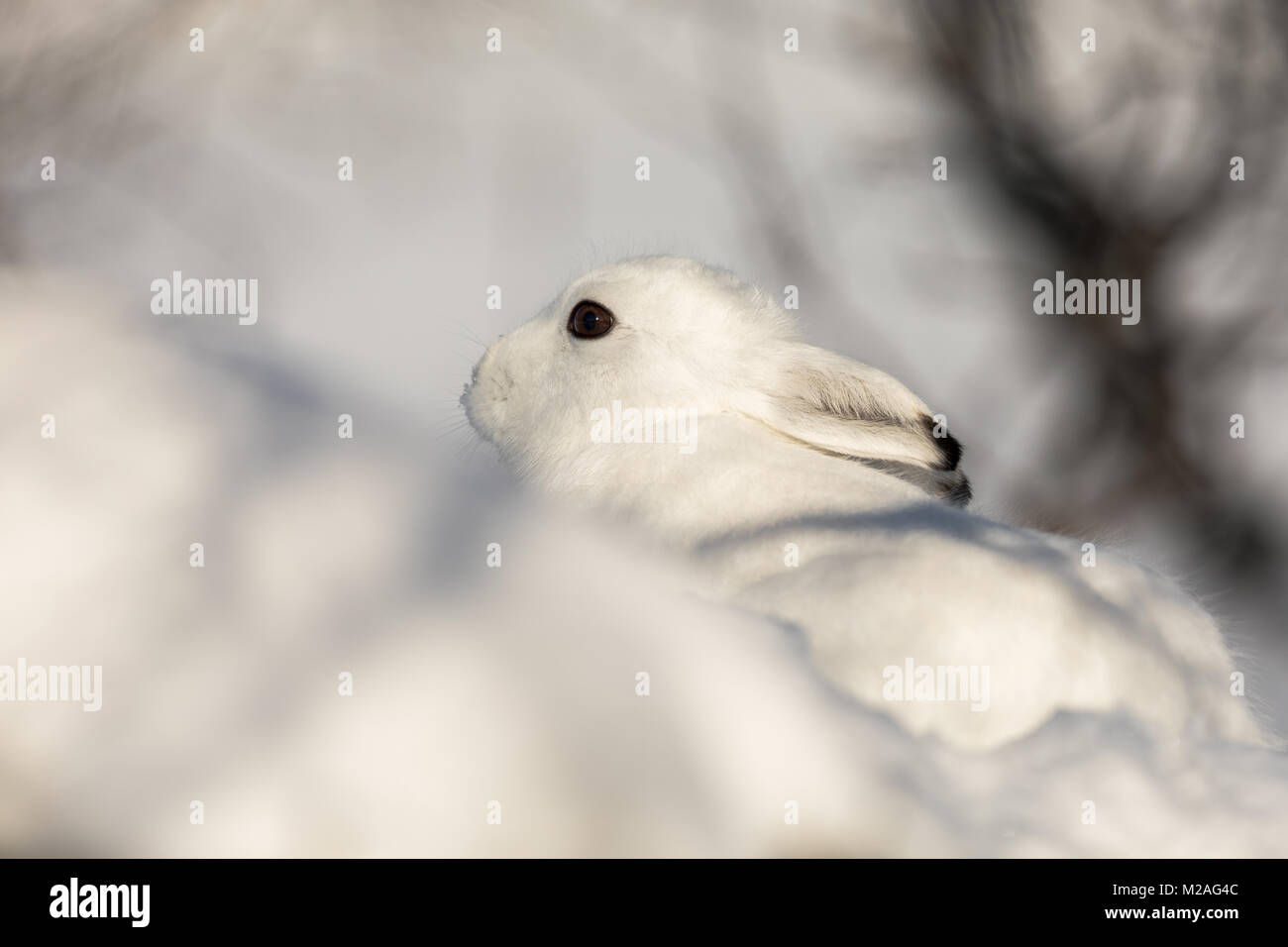Der Berg hase Lepus timidus, im Winter Fell, in der verschneiten Winterlandschaft in Valdres, Norwegen ausblenden Stockfoto