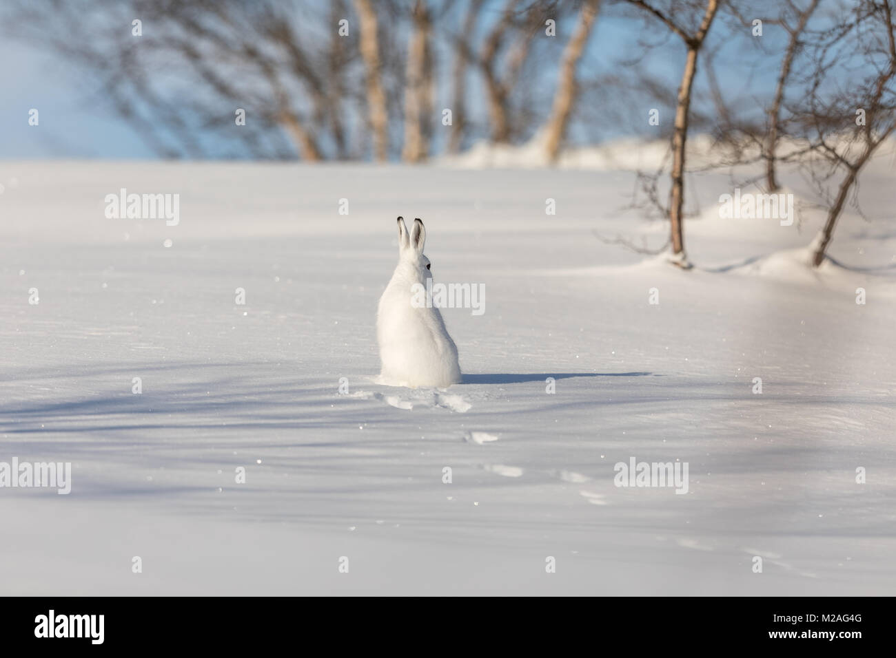 Der Berg hase Lepus timidus, im Winter Fell, Sitzen mit dem Rücken zur Kamera, auf der Suche nach rechts, in die verschneite Landschaft mit Birken und blauer Himmel, in Valdres, Norwegen Stockfoto