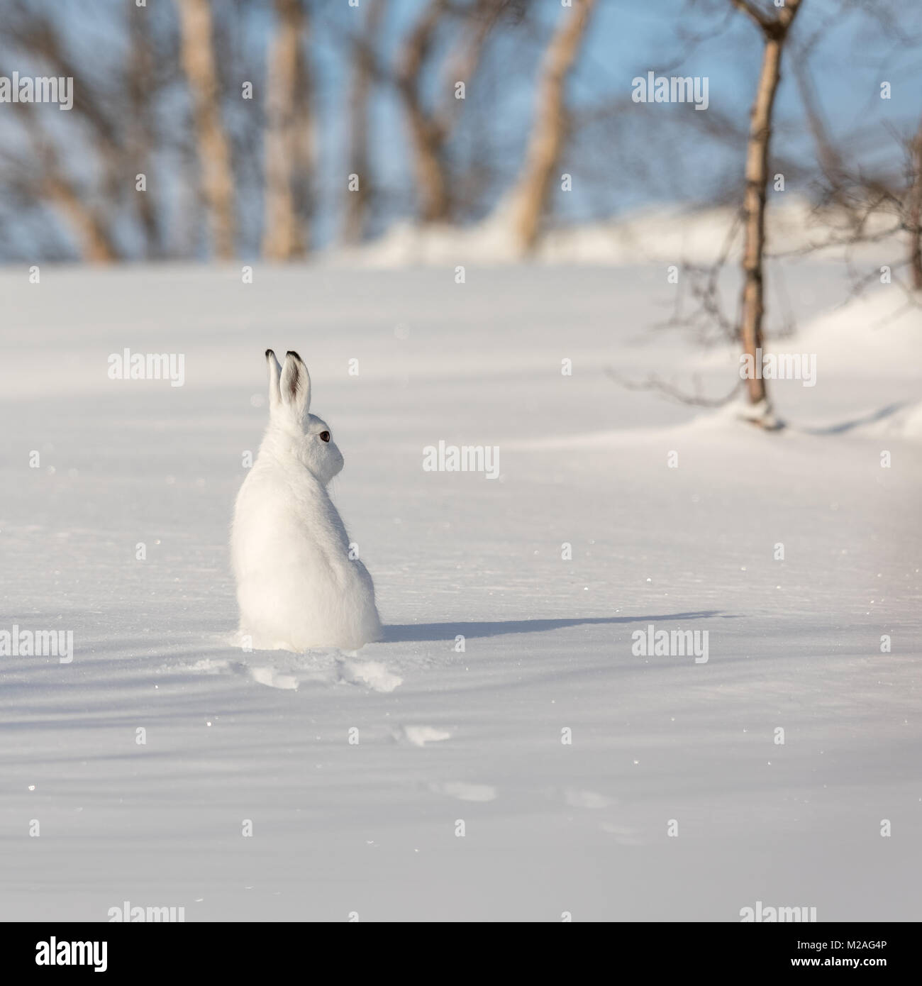 Der Berg hase Lepus timidus, im Winter Fell, Sitzen mit dem Rücken zur Kamera, auf der Suche nach rechts, in die verschneite Landschaft mit Birken und blauer Himmel, in Valdres, Norwegen. Quadratisches Bild Stockfoto
