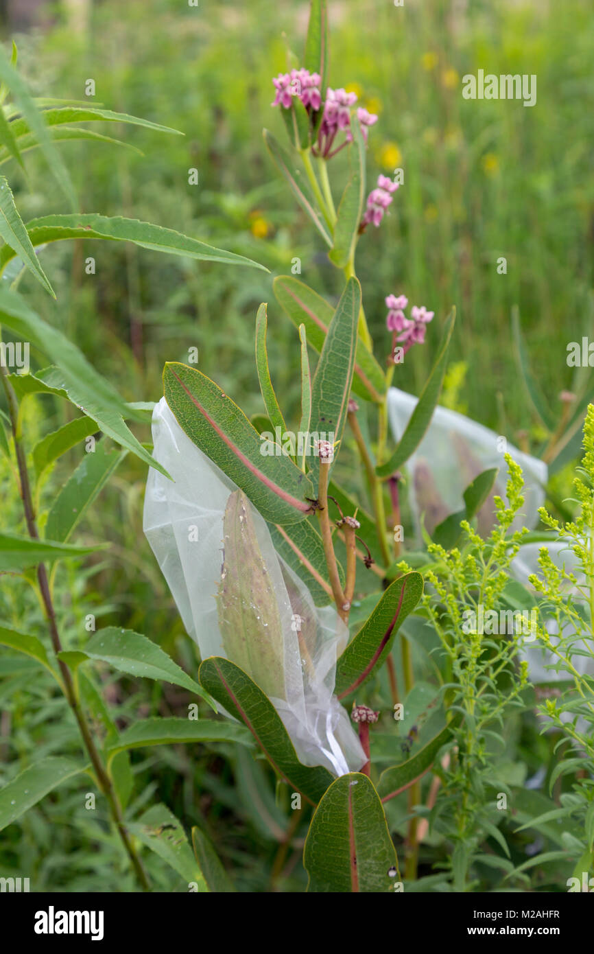 Prairie City, Iowa - Biologen der Neal Smith National Wildlife Refuge wrap milkweed pods Saatgut aus der weniger bekannten Sorten zu sammeln - die aber Stockfoto