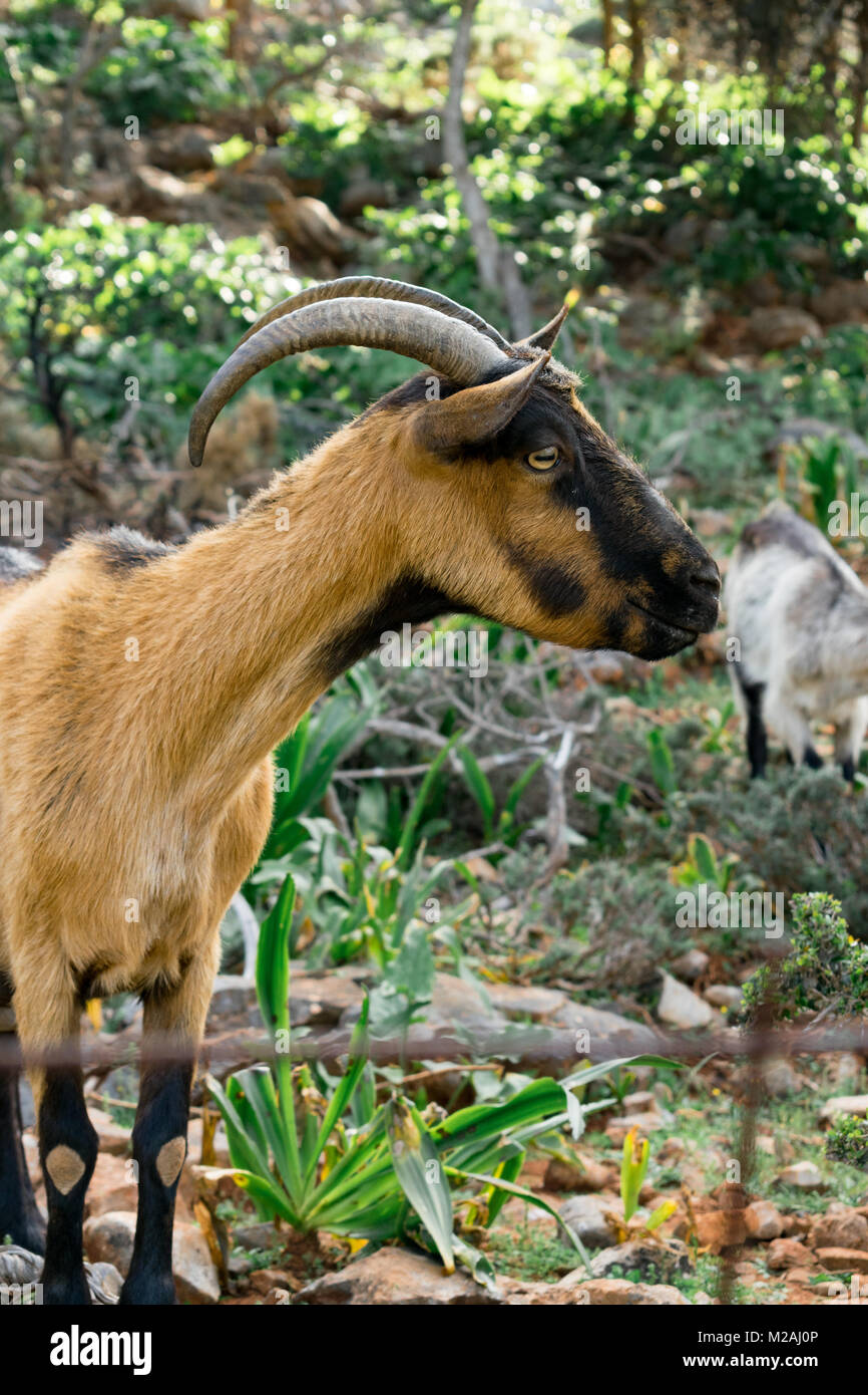 Braun Ziegen mit Hörnern auf Kreta Stockfoto