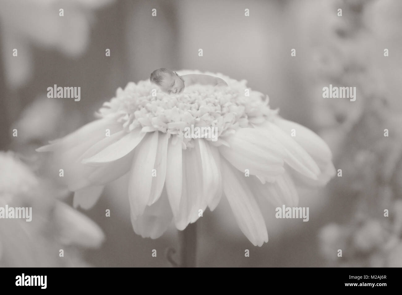 New Born Baby schläft auf einer Blume Stockfoto