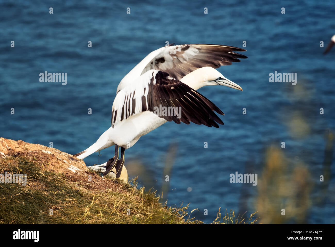 Yorkshire, Bempton Cliff, Weiß Gannett seine Flügel am Rande der Klippe gegen den blauen Meer Stockfoto