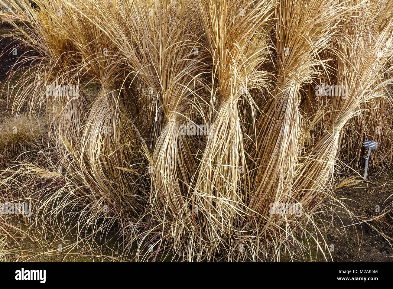 Chinesische silber Gras, Chinaschilf Gräser in den Wintergarten Stockfoto