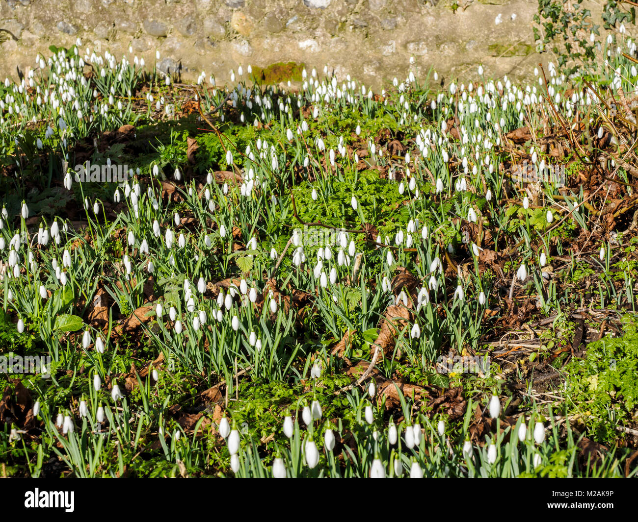 Der Frühling hat in Norfolk angekommen und die schneeglöckchen sind in den Kirchhof bei Thorpe Market. Die Anlage ist als Naturschutzgebiet gepflegt. Stockfoto