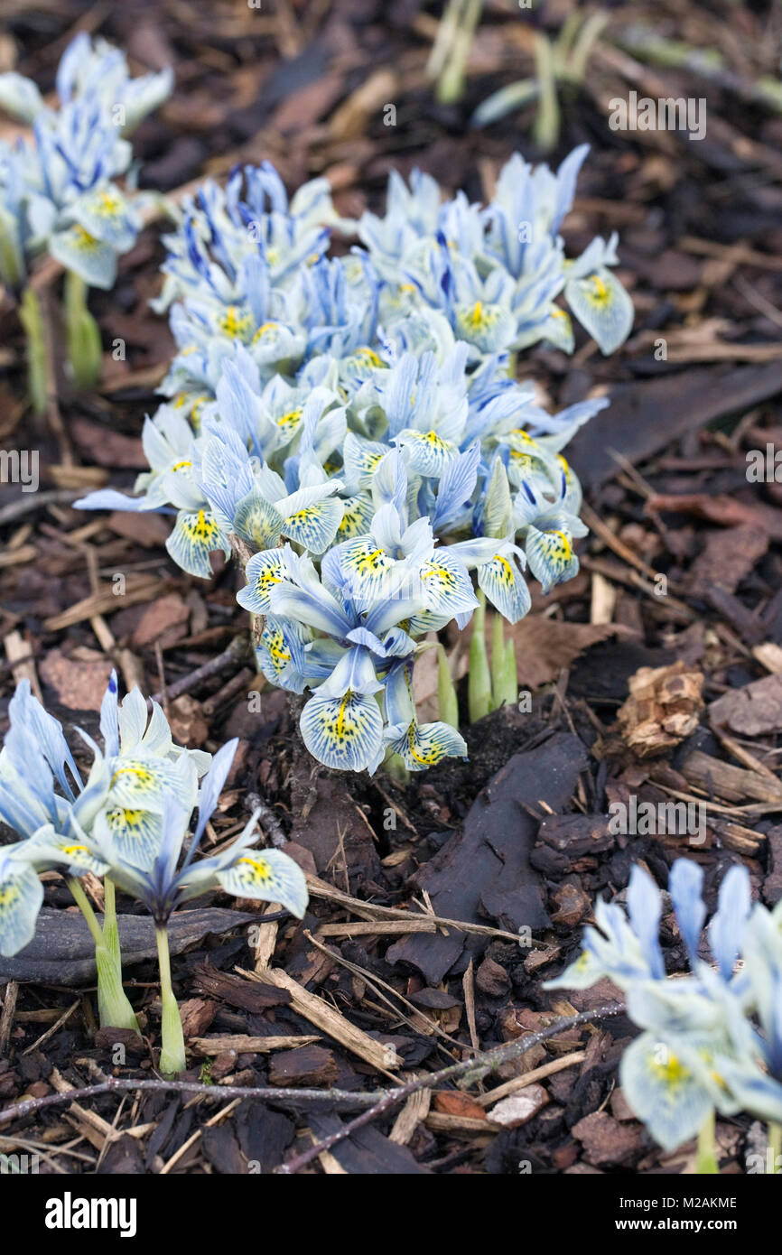 Iris 'Katherine Hodgkin' Blumen. Stockfoto