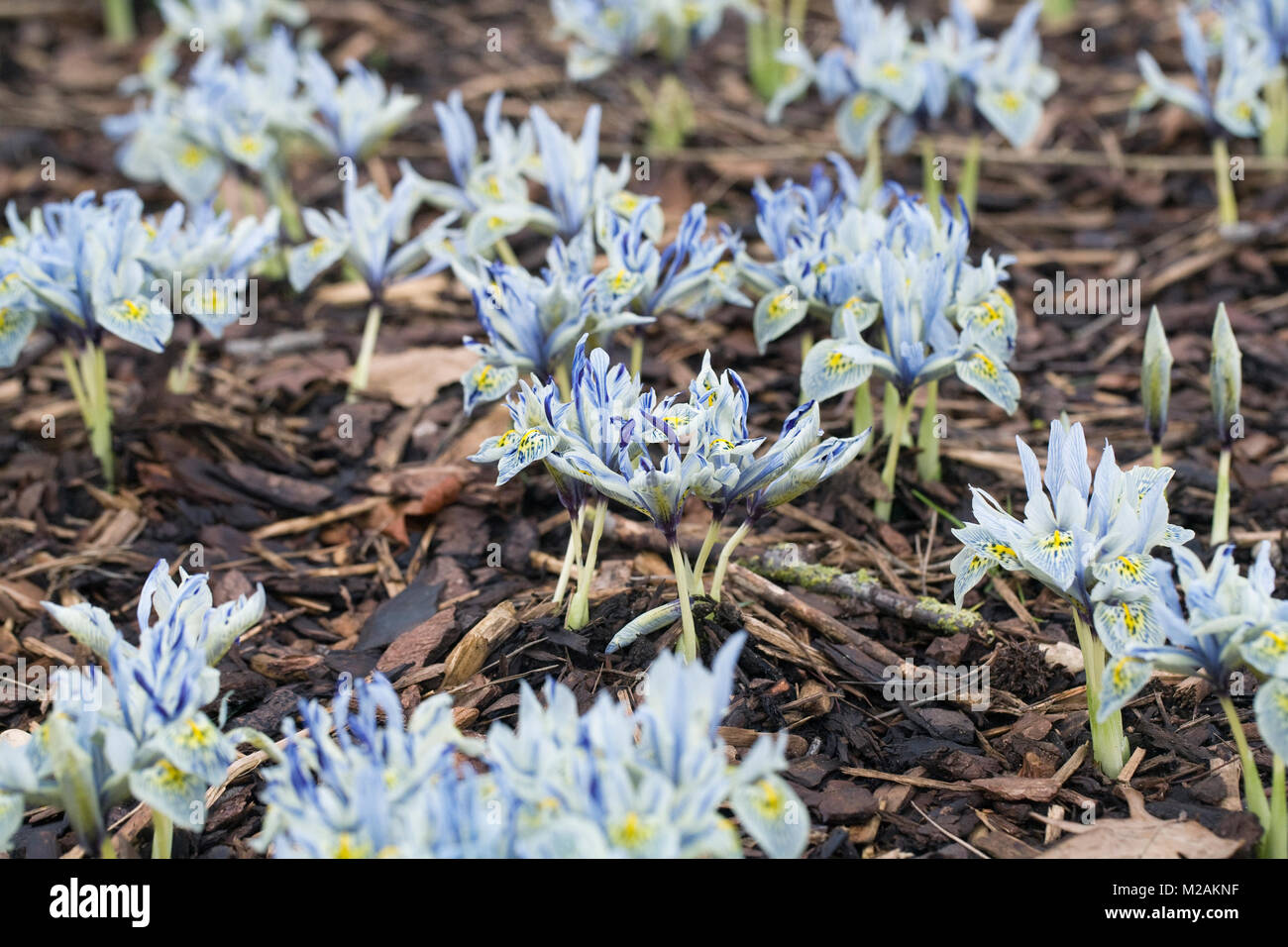 Iris 'Katherine Hodgkin' Blumen. Stockfoto