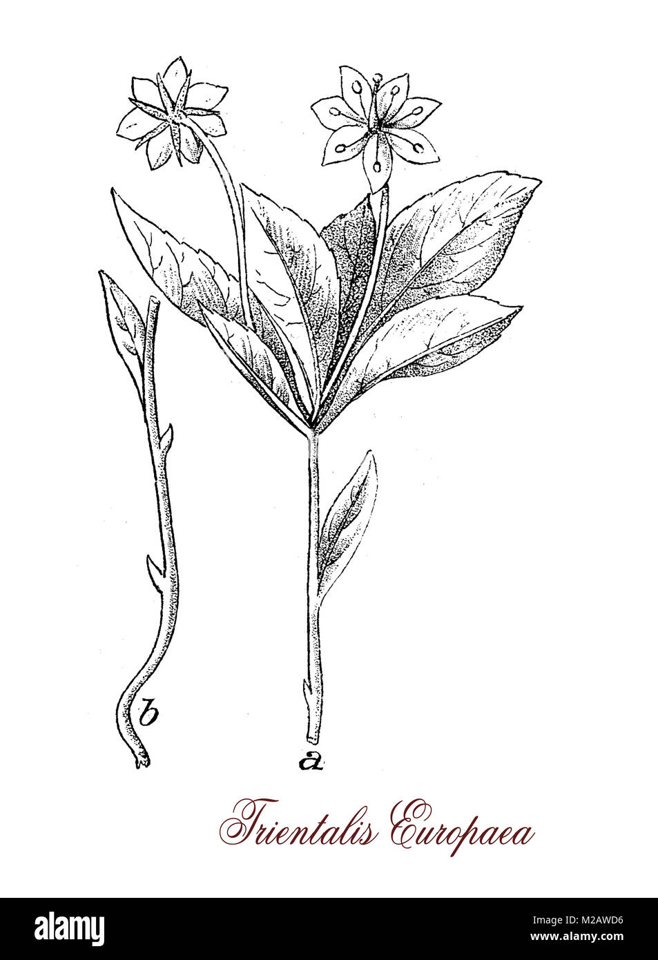 Vintage Gravur von trientalis Europaea, blühende Pflanze der Primulaceae Familie mit schönen weißen Blüten. Stockfoto