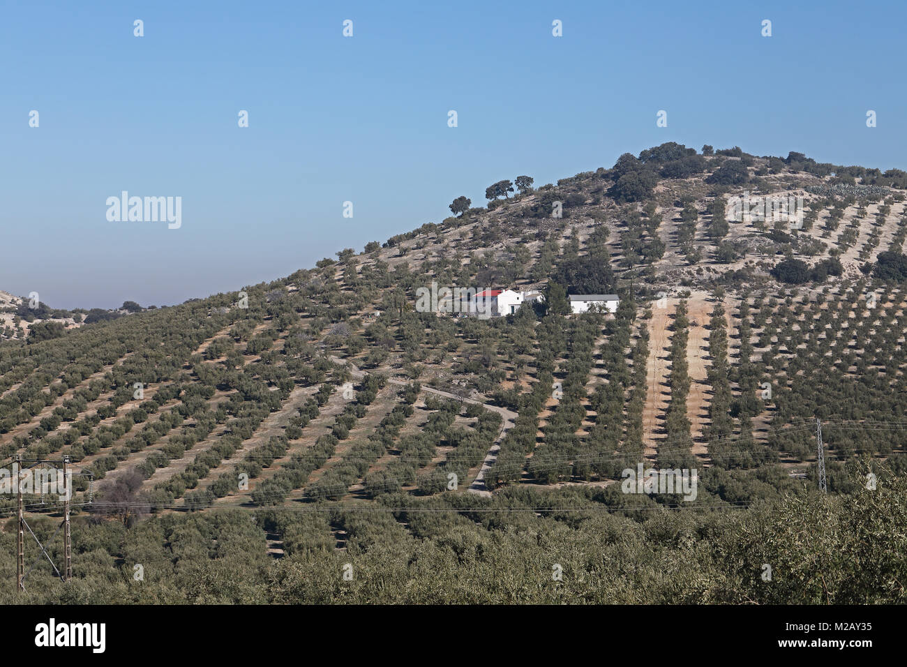 Blick über Olivenhaine Provinz Jaen, Andalusien, Spanien, Europa Januar Stockfoto