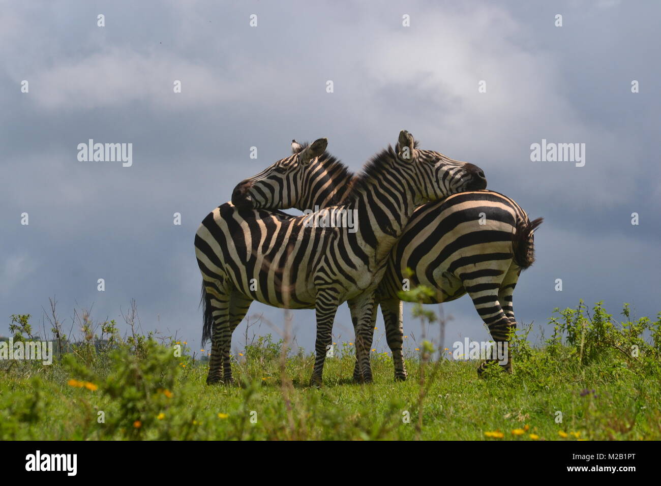 Zebra Paar in Nogongoro-Crater, Tansania Stockfoto