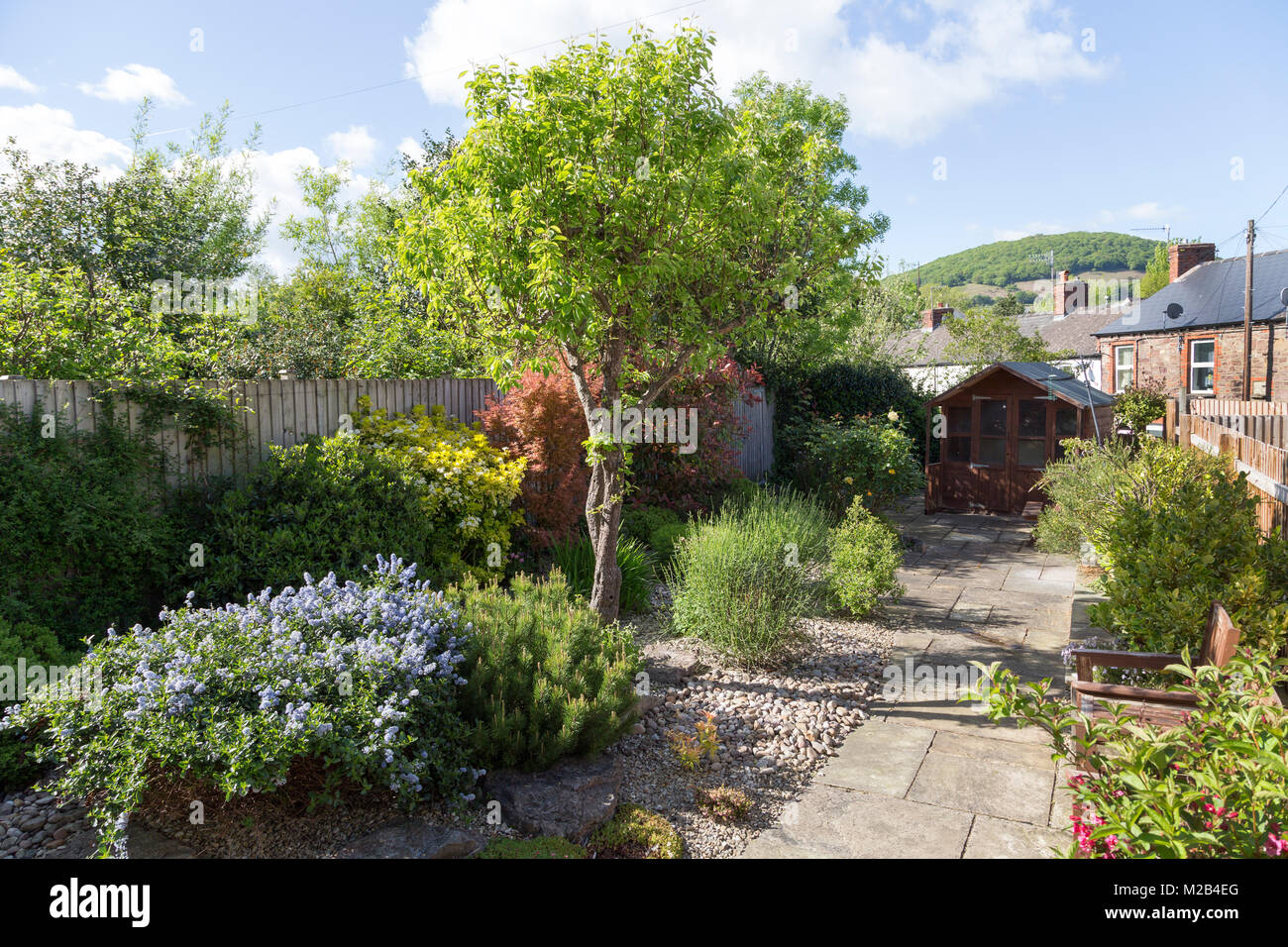Garten mit Sträuchern, Abergavenny, Wales, Großbritannien Stockfoto