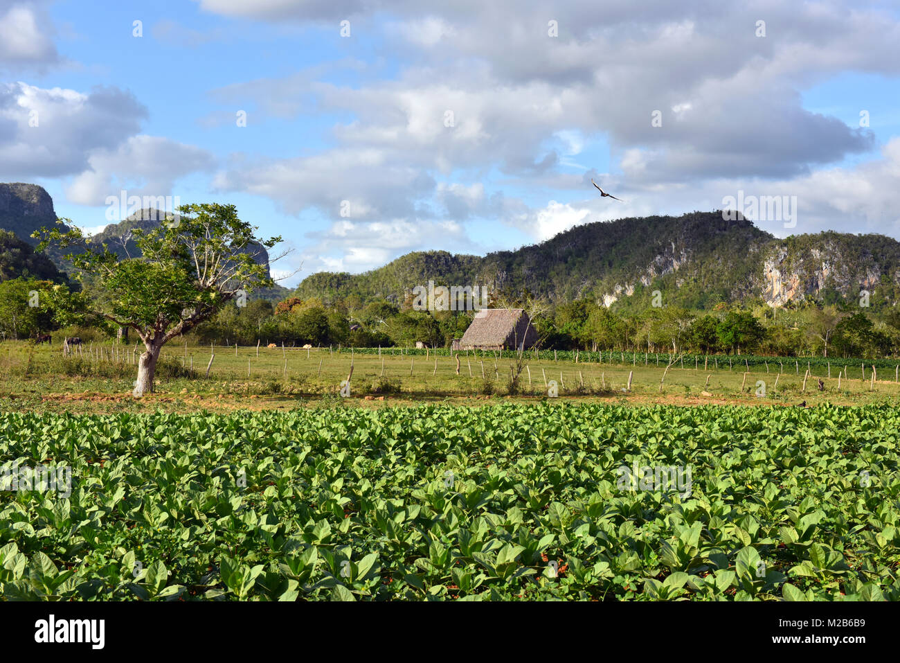 Ackerland Tal von Vinales Pinar del Rio, Kuba Stockfoto