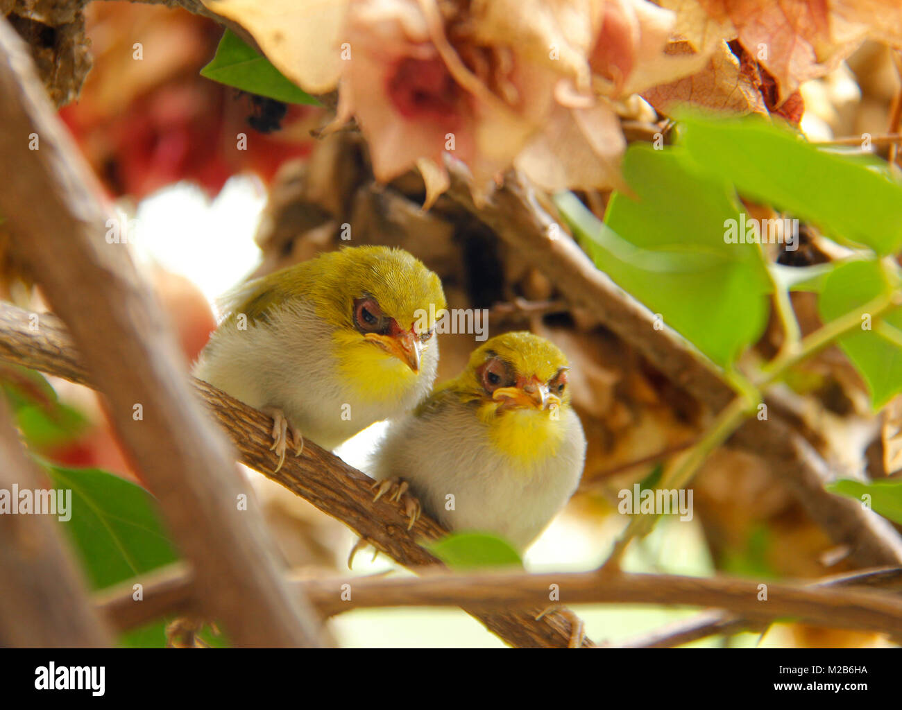 Junge Vögel sitzen in einem Zweig für Lebensmittel in Kathmandu, Nepal. Stockfoto