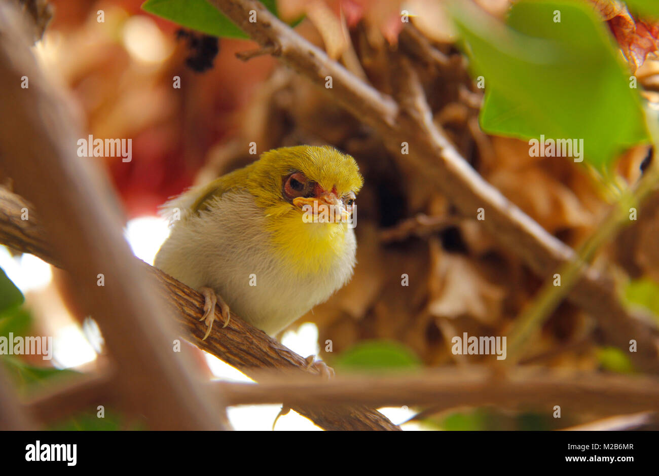 Ein junger Vogel sitzen in einem Zweig für Lebensmittel in Kathmandu, Nepal. Stockfoto
