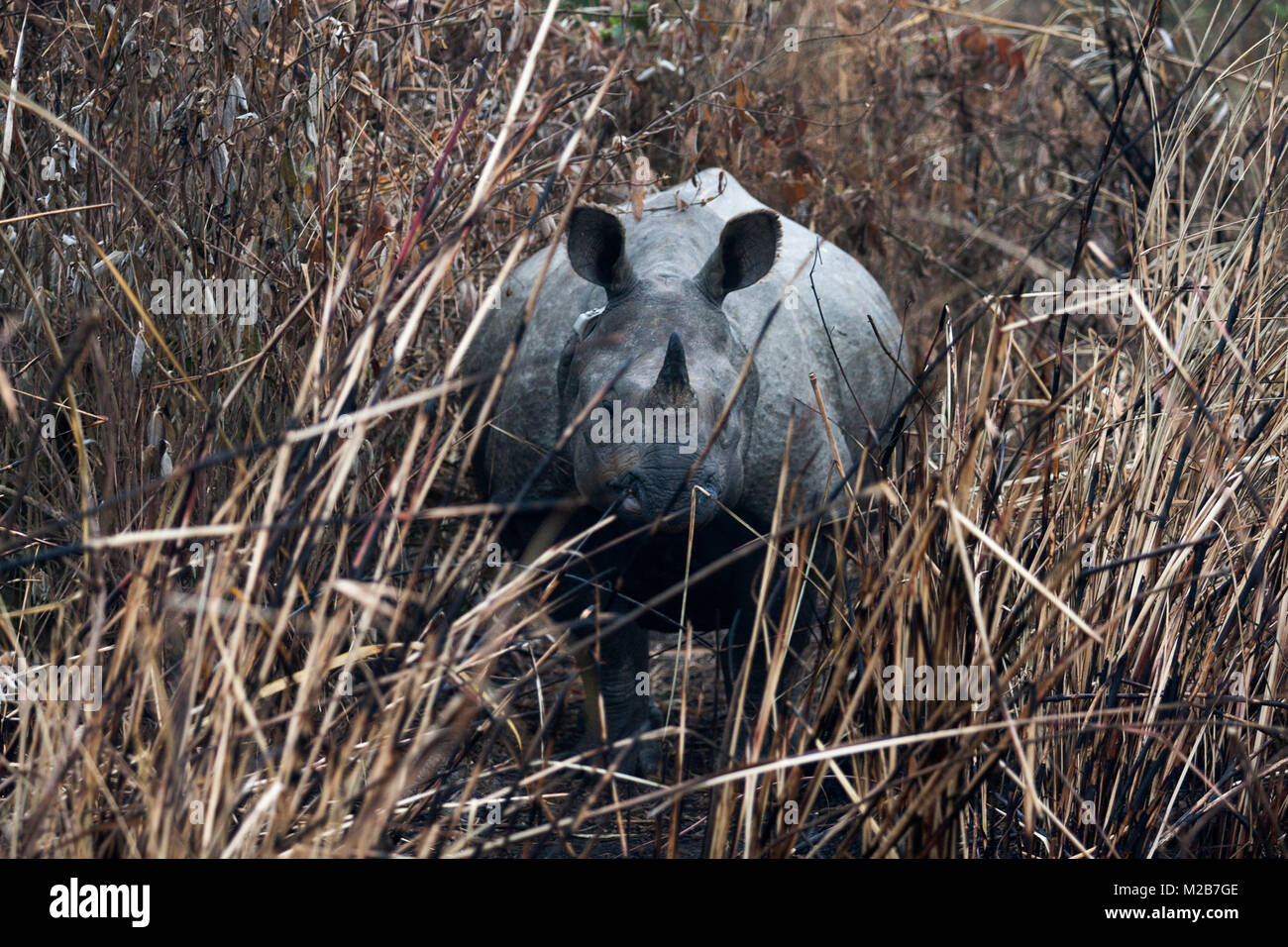 Eine gehörnte Rhino in der Elefant Bush in Kathmandu, Chitwan, Nepal. Stockfoto