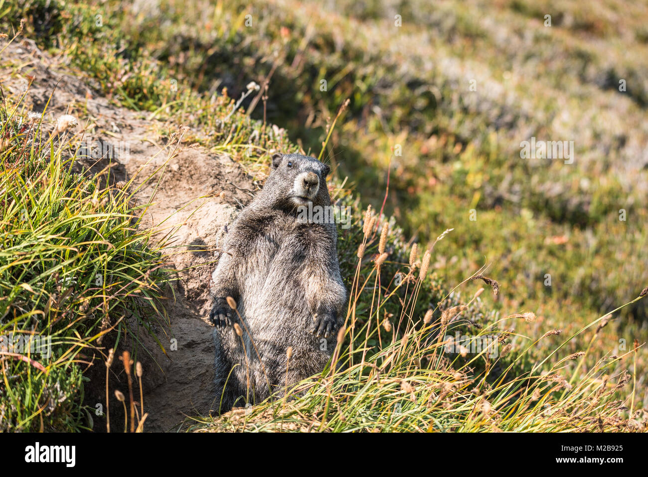 Murmeltier Stehend Fotos Und Bildmaterial In Hoher Aufl sung Alamy murmeltier-stehend-fotos-und-bildmaterial-in-hoher-aufl-sung-alamy