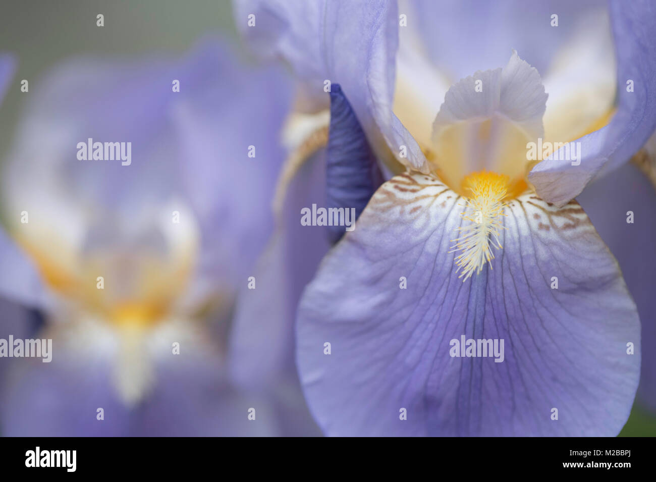 Nahaufnahme eines Iris Stockfoto