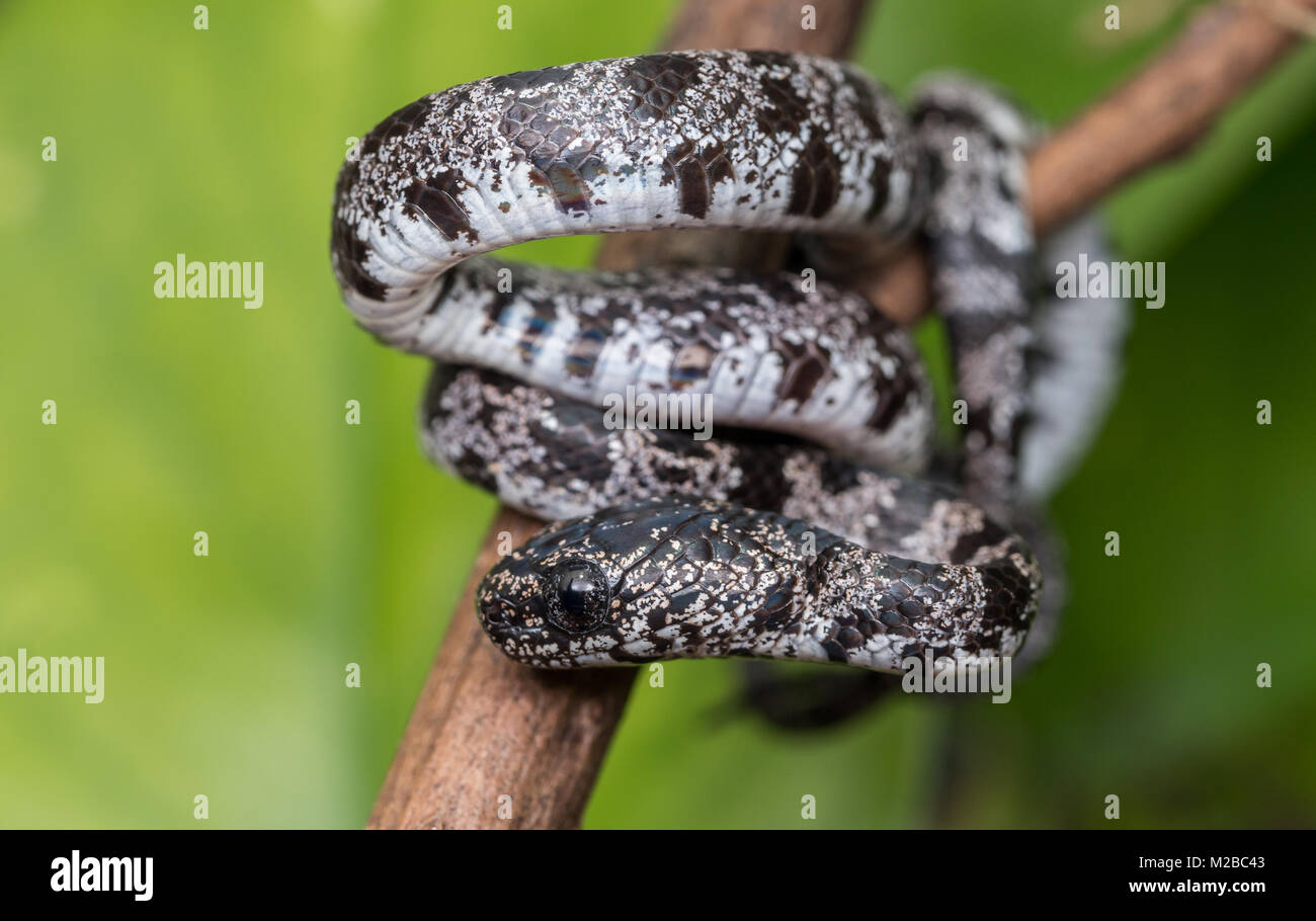 Sibon nebulatus Fotos und Bildmaterial in hoher Auflösung Alamy
