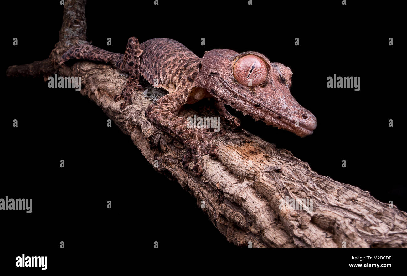 Uroplatus henkeli/leaf tailed Gecko Stockfoto