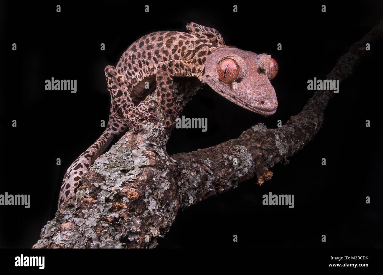 Uroplatus henkeli/leaf tailed Gecko Stockfoto