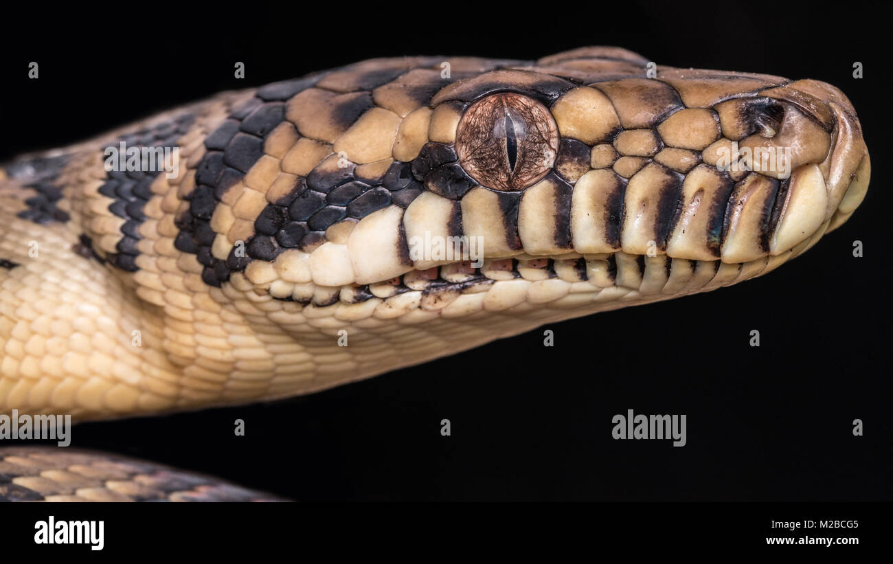 Blood python -Fotos und -Bildmaterial in hoher Auflösung – Alamy