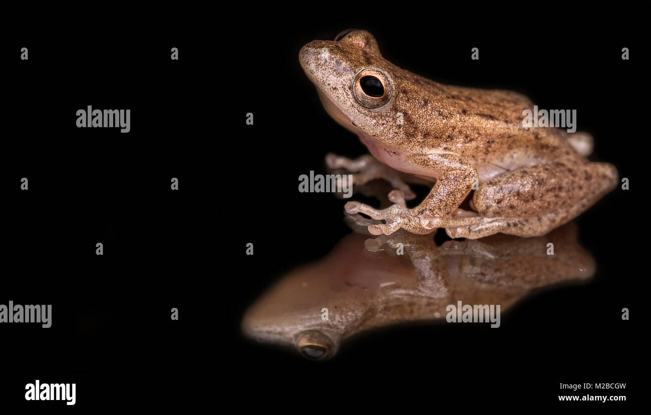 Hyperolius concolor/Reed frog Stockfoto