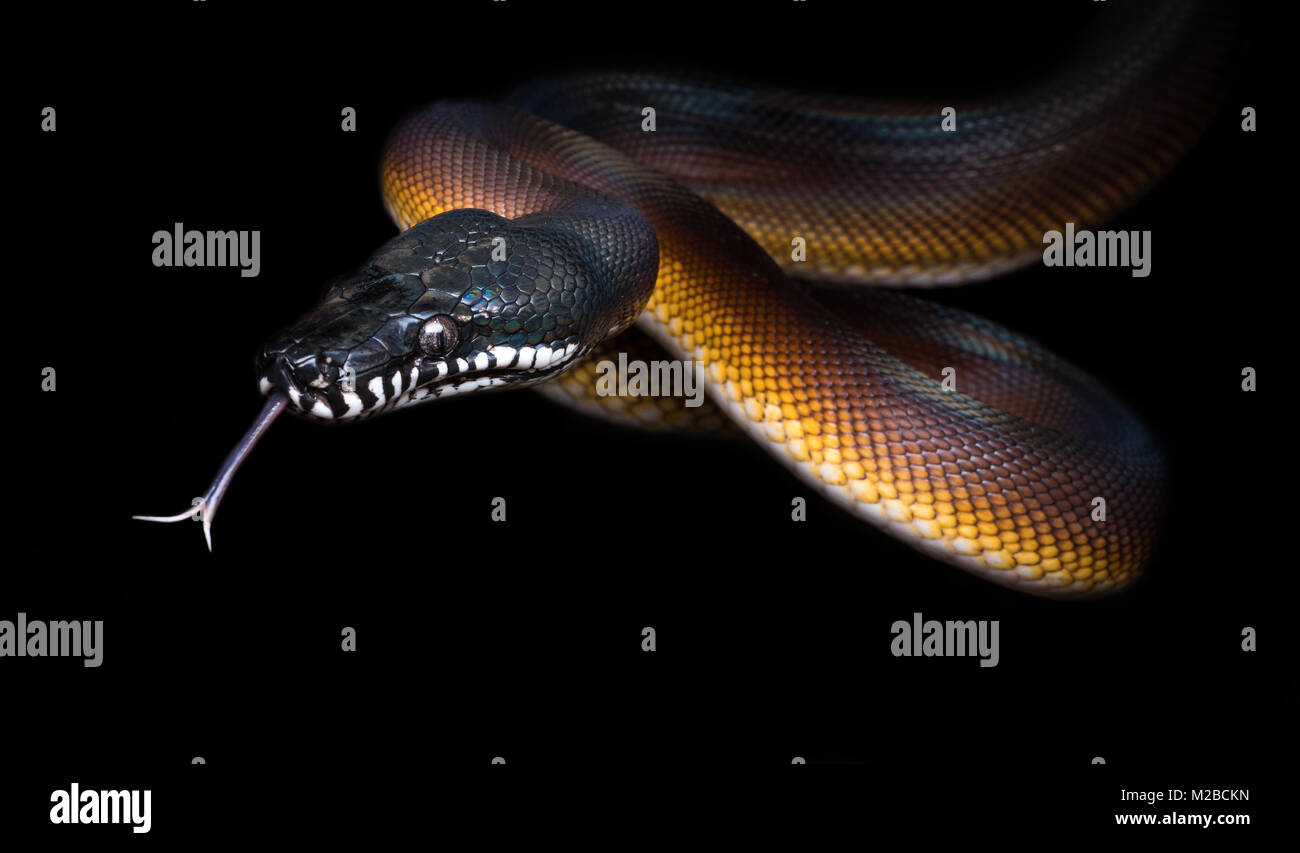 Bothrochilus albertisii/Weiß lippig python Schlange aus Papua-Neuguinea Stockfoto