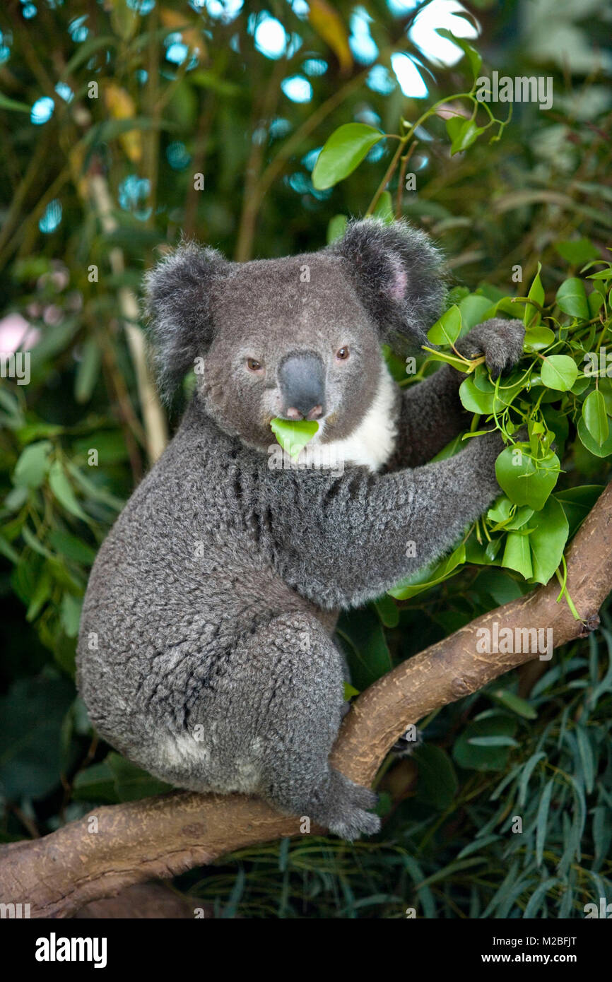Australien, in der Nähe von Sydney. Featherdale Wildlife Park. Koala. (Phascolarctos cinereus). Stockfoto