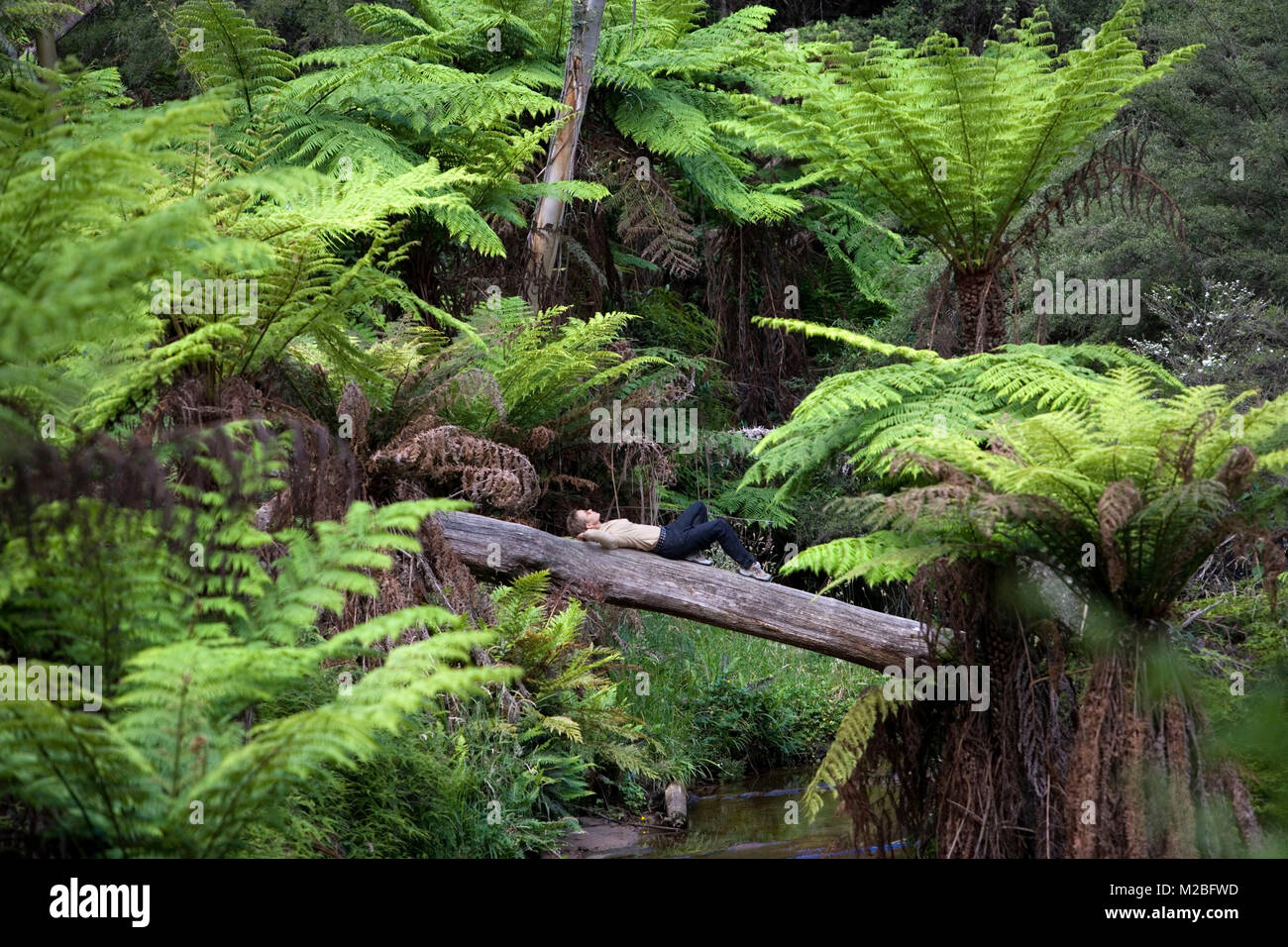 Australien, New South Wales, Katoomba Blue Mountains National Park. In der Nähe von Wentworth Falls. Frau, Wanderer ruht auf Trunk über Stream. UNESCO-Heri Stockfoto