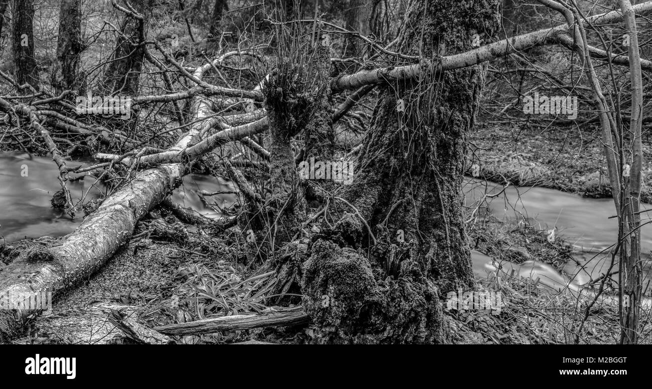 Surreale Schwarzweiß-Fotos mit langer Belichtungszeit eines wilden unberührten Wald mit der gefallenen Birke Bäume. Moss, Unterholz, Farn, Gras und zwei kleine Flüsse Stockfoto