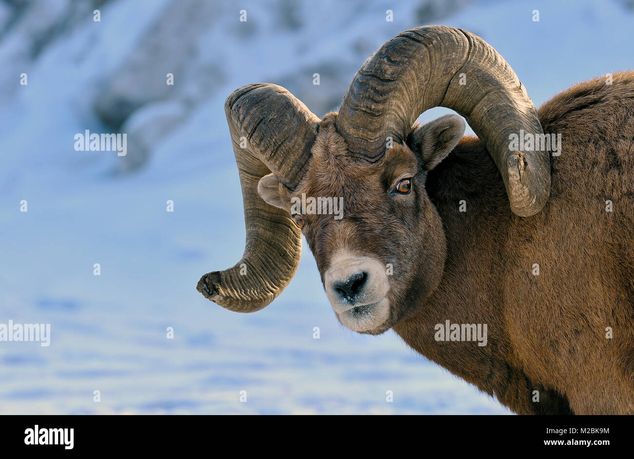 Ein erwachsenes Männchen Bighorn Schafe (Ovis canadensis), Blick zurück mit einem 'Don't stört mich' Ausdruck auf seinem Gesicht Stockfoto