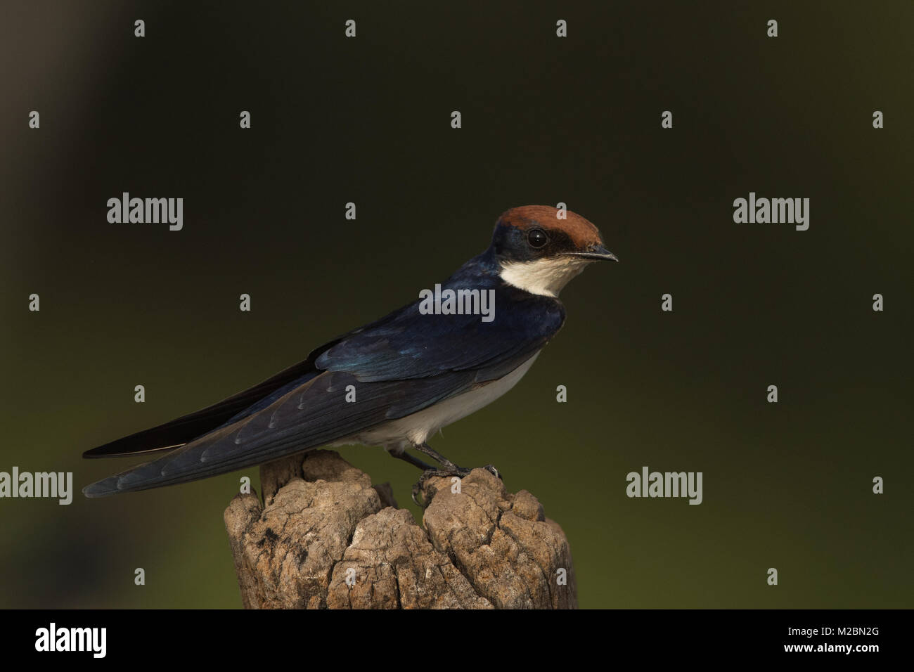 Drahtailed Swallow, Hirundo smithii, Marakissa, Gambia, Westafrika Stockfoto
