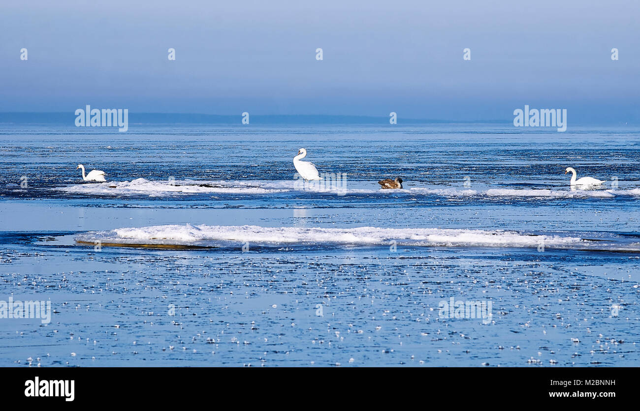 Höckerschwäne zwischen den Eisschollen am Finnischen Meerbusen der Ostsee Stockfoto